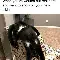 西汉姆联首轮迎战阿斯顿维拉 西汉姆联首轮迎战阿斯顿维拉